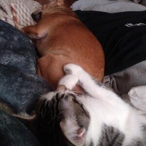 Harley Davidson detail filled heavy duty tan jacket.  Size is Medium.